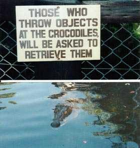 [croc.jpg]