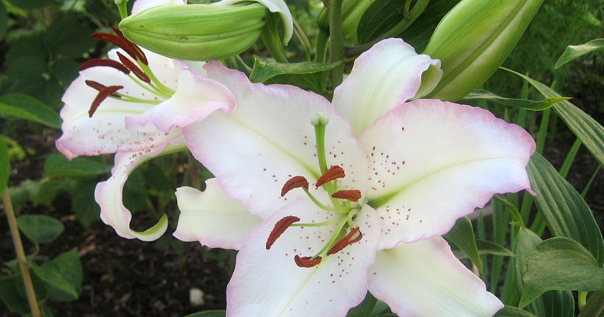 VW Garden Mugshots 5 Oriental Lilies in Pink & White