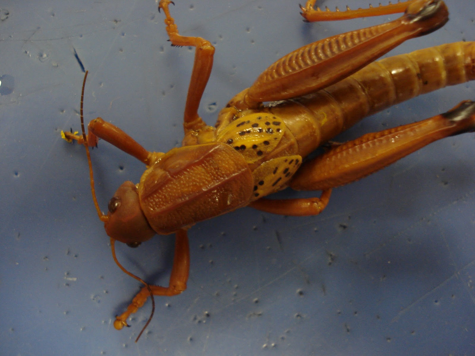 Rebekah's Dissection Log Land Lubber Dissection