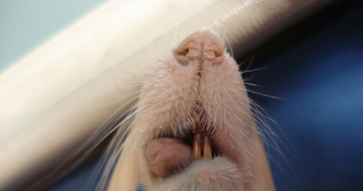 Rebekah's Dissection Log: Rat Dissection