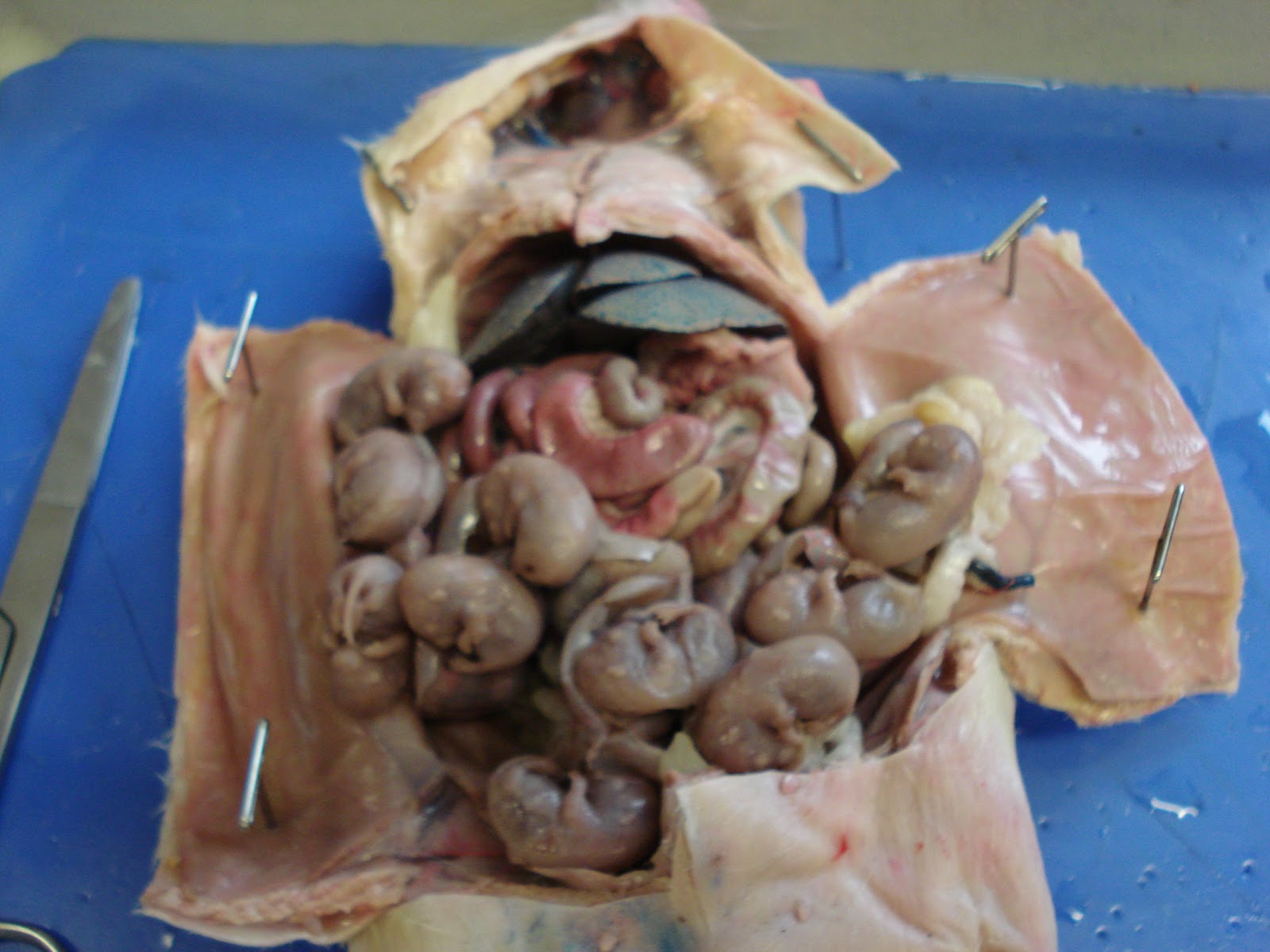 Rebekah's Dissection Log: Fetal Rat Dissection