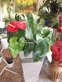 FLORICULTURA ANTÚRIO