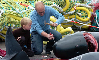 Pilot Whales Slaughtered