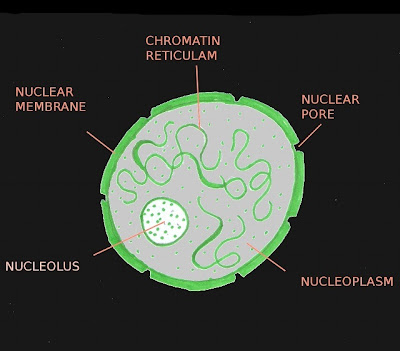 animal cell diagram not labeled. animal cell diagram for kids