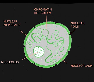 The Wonderful Microworld: Cell Nucleus - Onion diagram of onion epidermal cell 