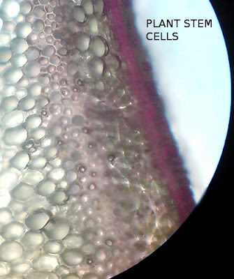 Plant Stem Cell