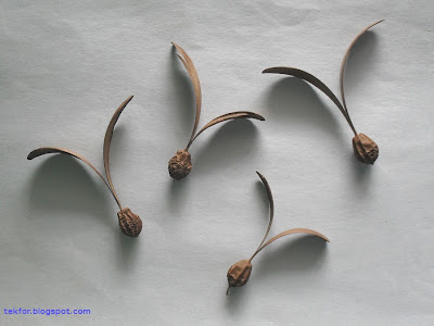 The gyrocarpus seeds.