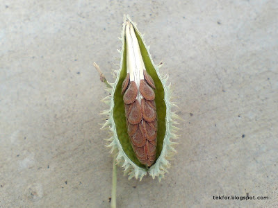 seeds of Pergularia daemia.