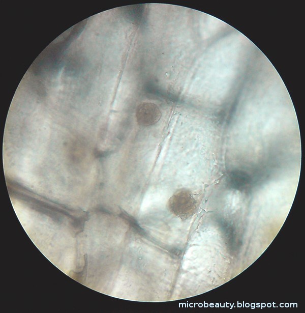 The Wonderful Microworld Cell Nucleus Onion