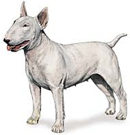 Bull Terrier