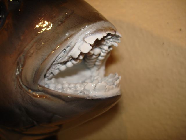 Fish Sheepshead