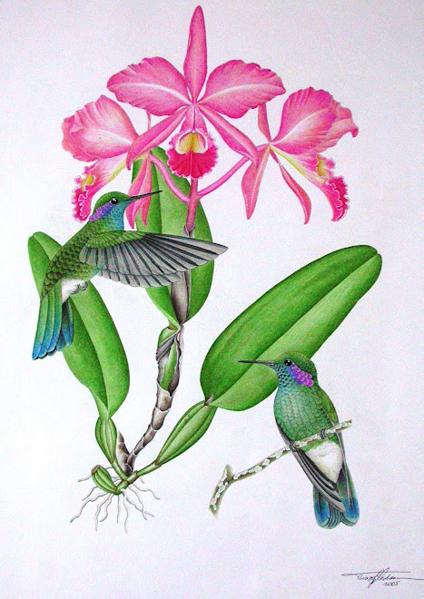 colibri serrirostris x cattleya