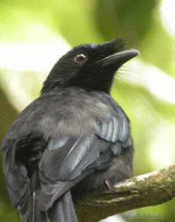 Sri Lanka Crested Drongo