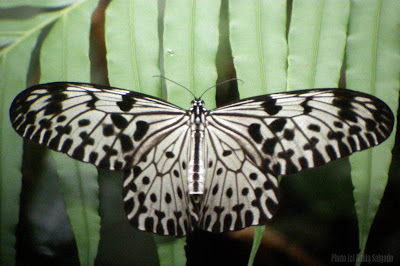 Tree Nymph