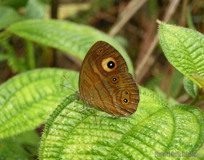 Glad-eye Bushbrown