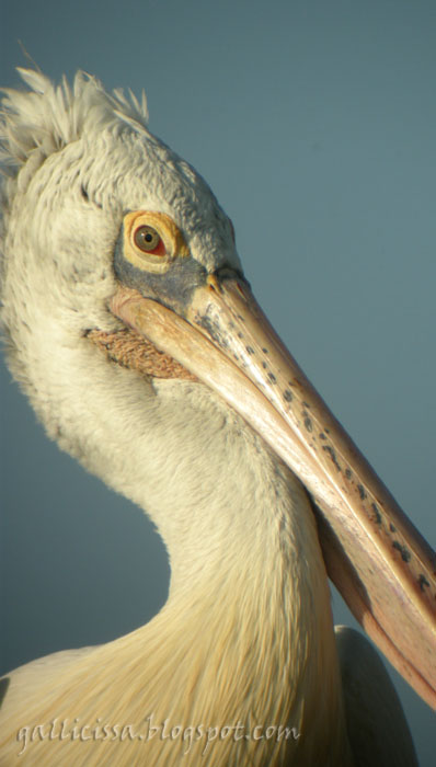 Spot-billed Pelican