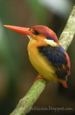 Black-backed Dwarf Kingfisher