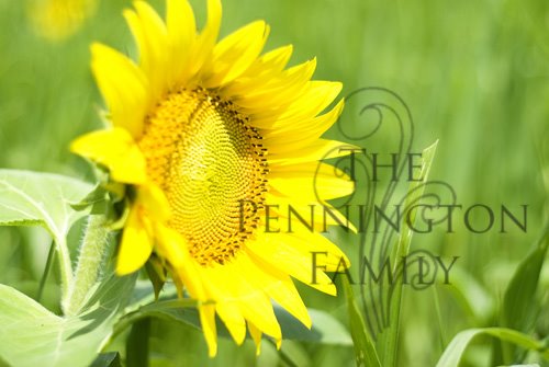 [sunflowerblog3.jpg]