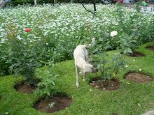 O perfume das flores encanta !
