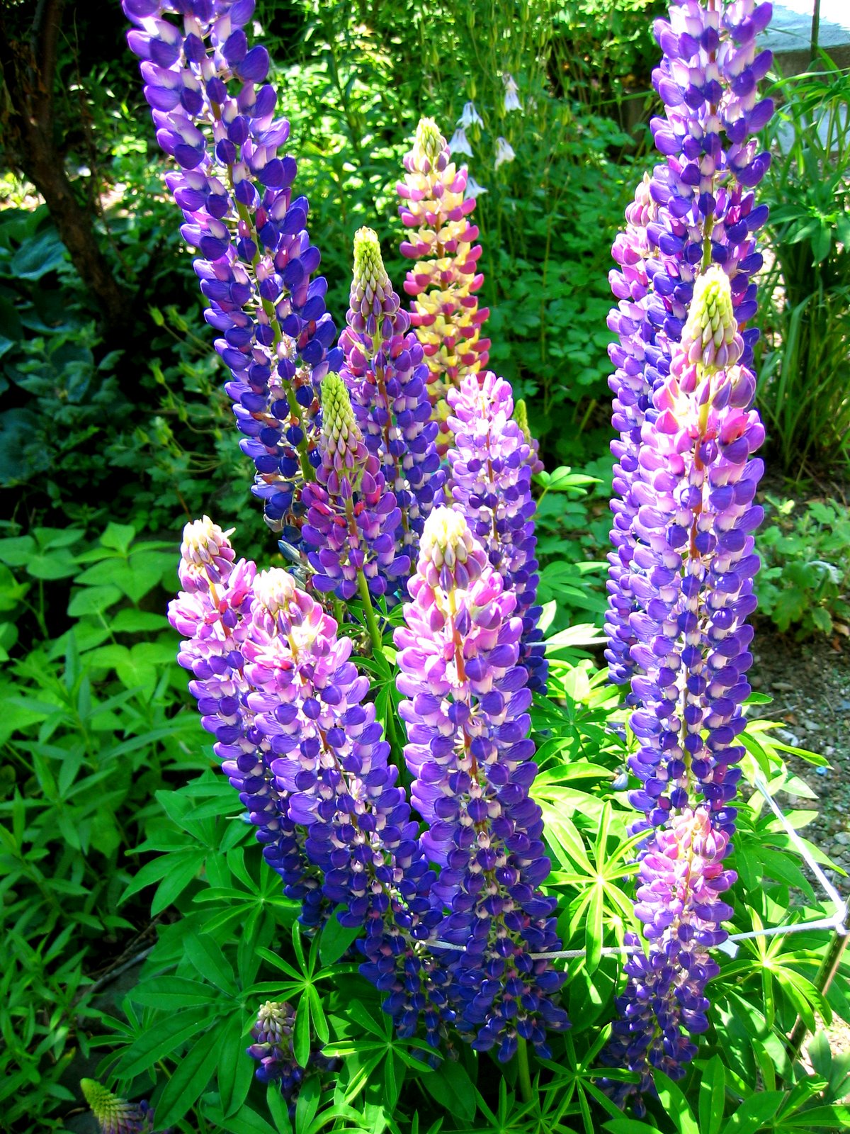 [ã ®ã ¼ã  è ¤+-+2.jpg]