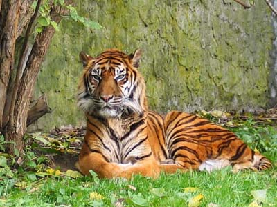 Tigres Animales