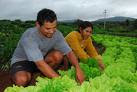 Técnicas Agrícolas