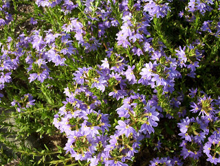 Native Flowers Perth