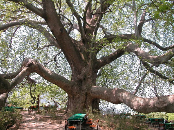 dev bir çınar ağacı