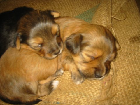 [tashi's+puppies.jpg]