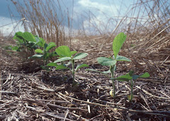 No-till residue