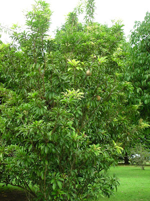 chiku tree