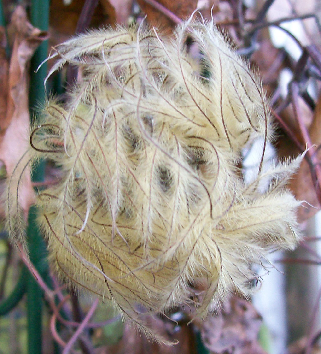 Feltabulous: Clematis seed heads