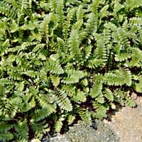 thyme lawn thyme lawn