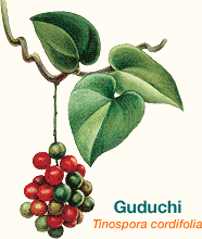 GUDUChI (Tinospora cordifolia)