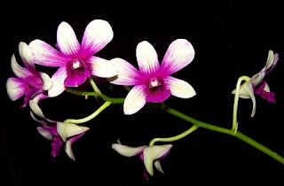 Dendrobium Fatahillah (local hybrid) Orchid, Anggrek Cantik, Tanaman Langka, Bunga Indah