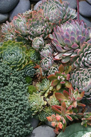 [0427succulent2.jpg]