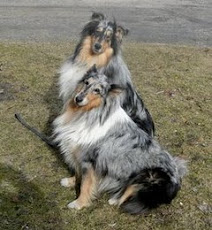 Alfons bak, Teppi närmast :