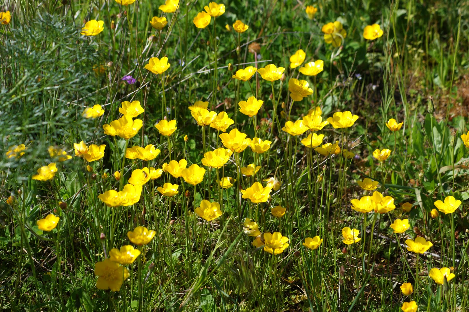 trepadeira ENDEMISMO