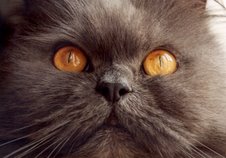 [GATITO+IGUAL+A+BIENCA+NEGRO.jpg]
