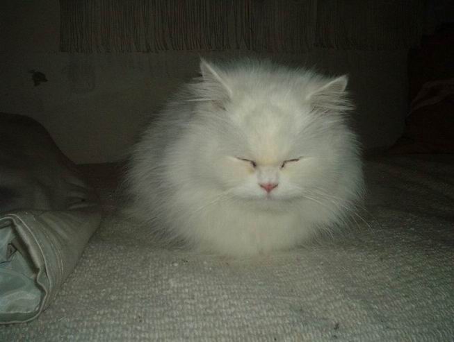 [Bianca+durmiendo.jpg]