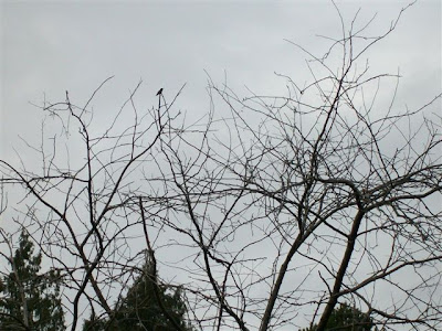 Hummingbird in a tree