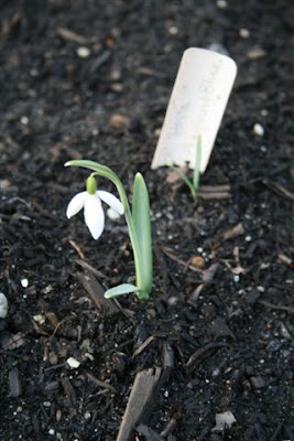 Snowdrop in February