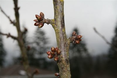 Rainier cherry buds