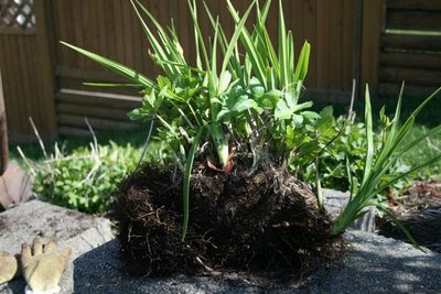 Clump of Hemerocallis and Astrantia intertwined