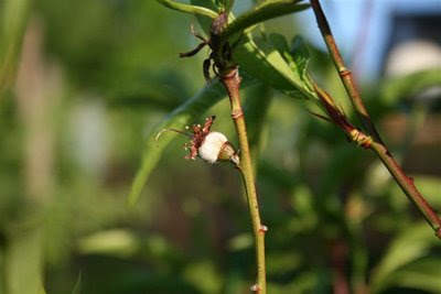 The first tiny peach on my peach tree