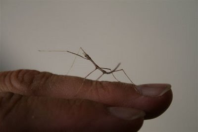 Baby stick bug