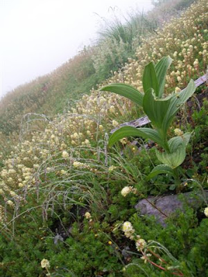 Wildflowers at Mt Baker