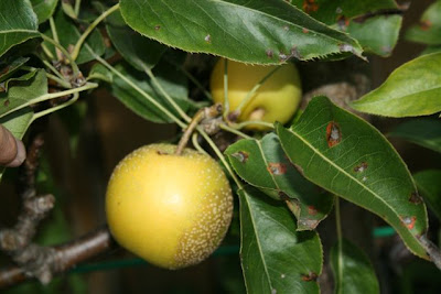 Espalier asian pear