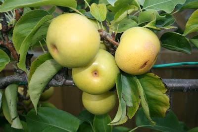 Espalier asian pear