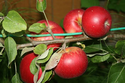 Espalier apples